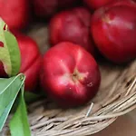 Bed & Breakfast Podere Merlo