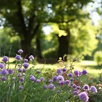 Bed & Breakfast Podere Merlo 4*